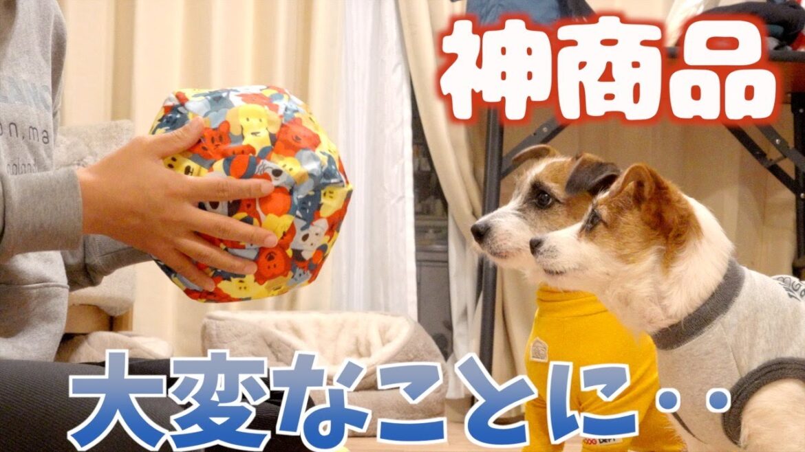 【神商品】新しい犬グッズに阿鼻叫喚する弟犬と豹変する兄犬/ジャックラッセルテリア