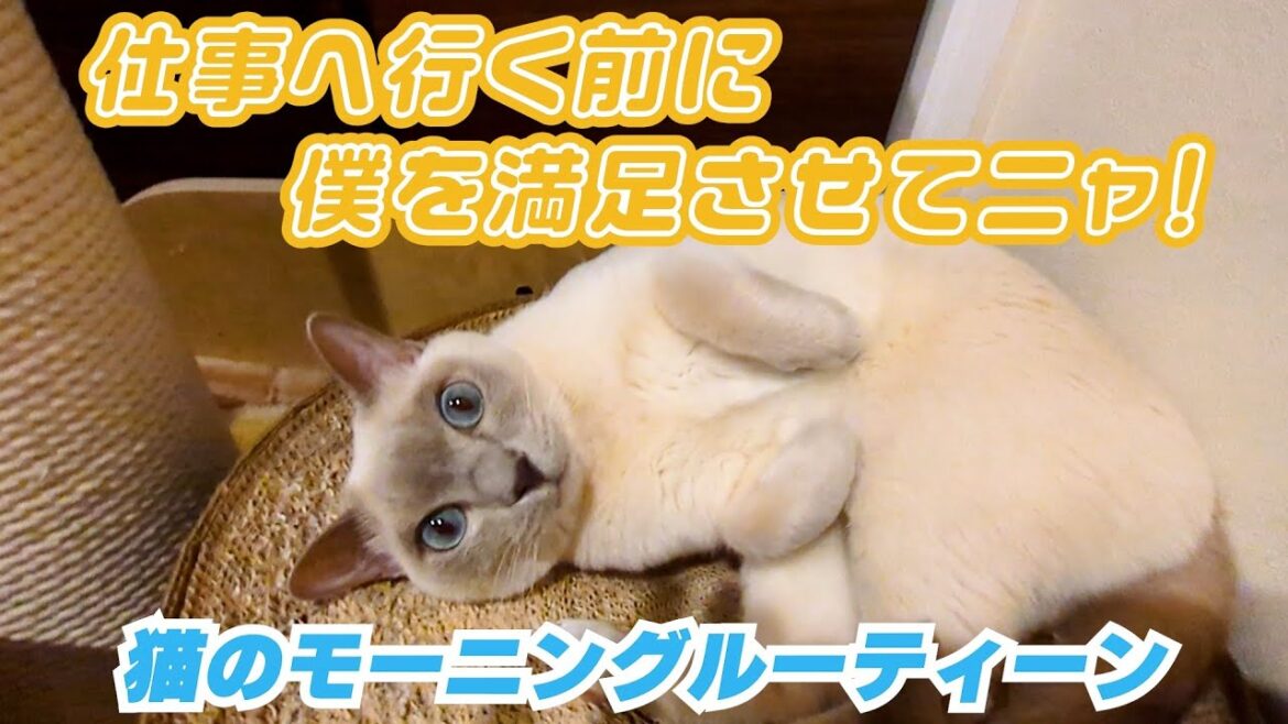 【ロシアンブルー×トンキニーズ×チワワ】トラさんとパパの絆（#147）