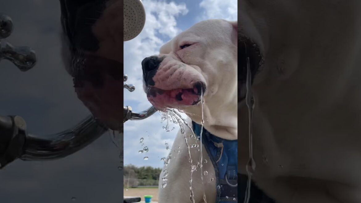 水がうまーー♪ ボクサー犬
