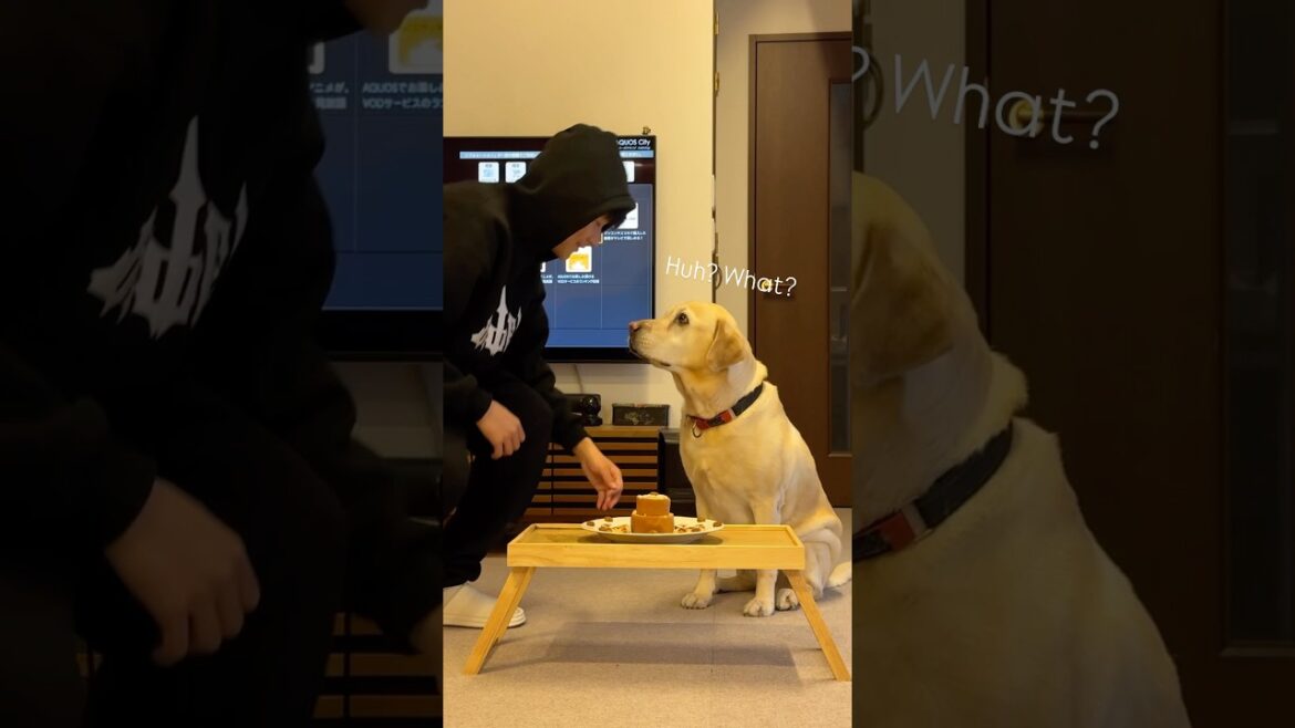 【誕生日】ラブラドールレトリーバーのチャピーが7歳になりました！ #shorts #ラブラドール #誕生日 #おめでとう #labradorretriever #happybirthday