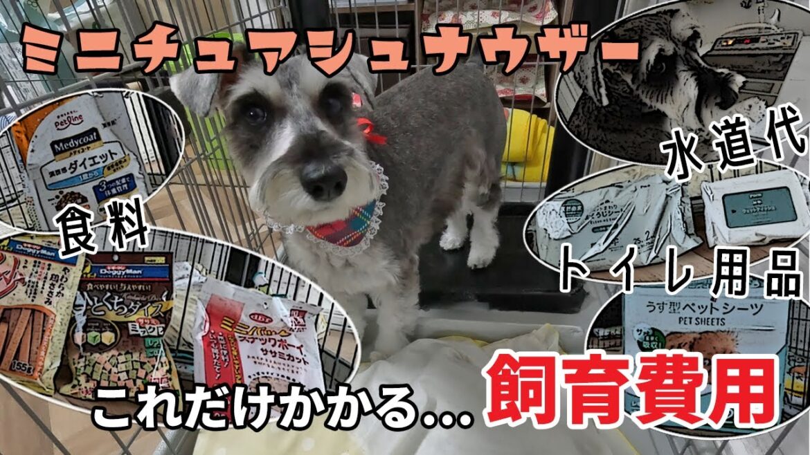 【これだけ必要】愛犬の1ヶ月の飼育費用をまとめてみました【ミニチュアシュナウザー】