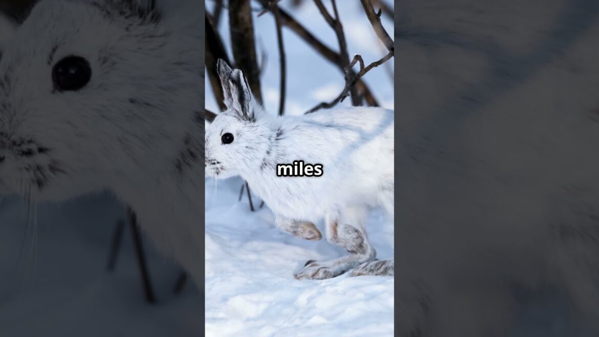 Mind Blowing Snowshoe Hare Facts You Didn't Know!🐰👀👀#SnowshoeHare #HareFacts #NatureFacts