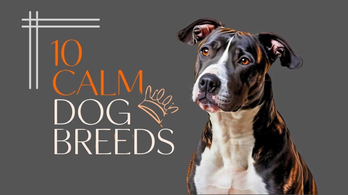 Top 10 Calmest Dog Breeds for a Peaceful Home!