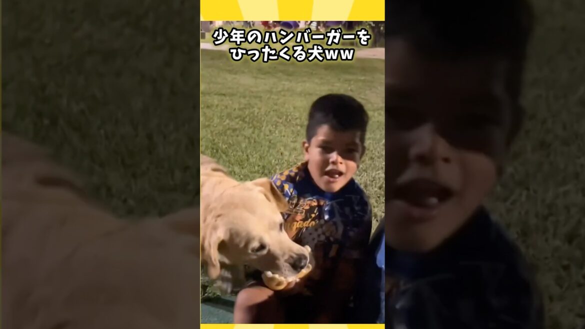 犬さんの動画見て笑ったら寝ろwww #ゴールデンレトリバー #ラブラドールレトリバー #動物