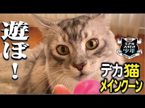 【メインクーン】ボール&紙飛行機遊びが大好きな大型猫/子どもと仲良しで犬みたいに遊ぶよ 【メインクーン】ボール&紙飛行機遊びが大好きな大型猫/子どもと仲良しで犬みたいに遊ぶよ