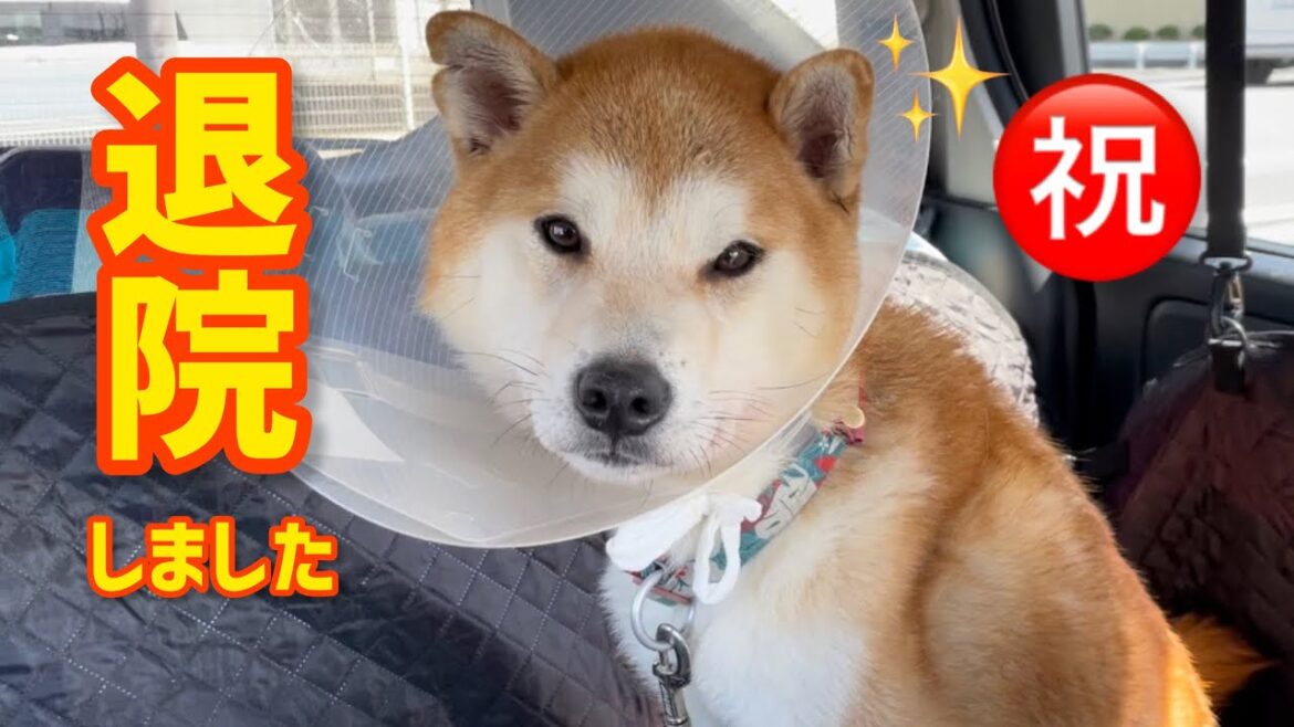 柴犬笑太郎、本日退院しました！制約生活頑張ります！沢山の応援ありがとうございました！