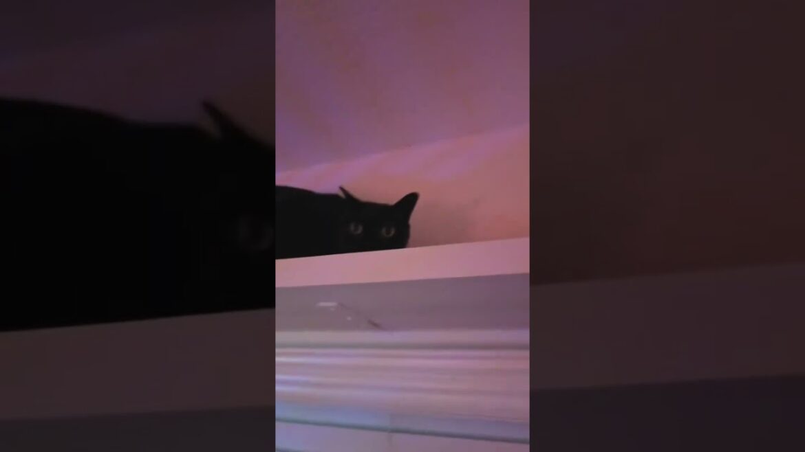 Silly Burmese Cat! #FunnyCats #CatRescue #CuteCats #PetFail #AnimalComedy #CatLife #PetHumor #cats