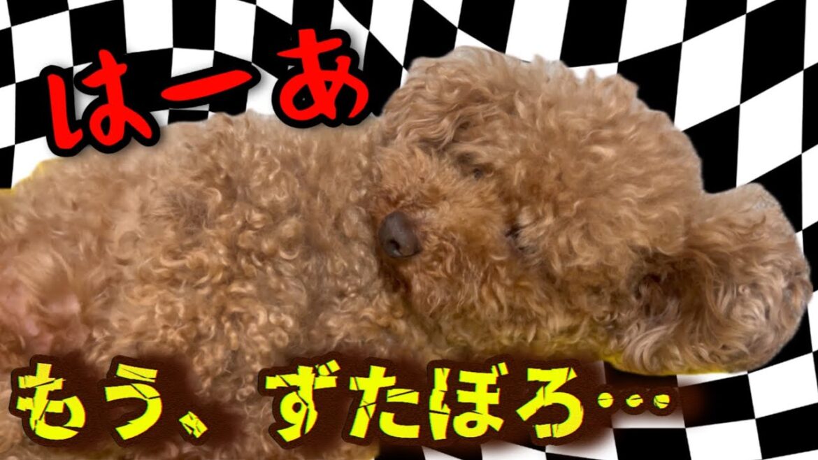【悲報】トイプードルのトリミングがマストな訳 【名古屋しゃべるトイプードル】