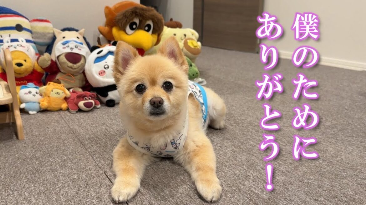 愛犬にプレゼントを買ってきた結果こうなりました…笑