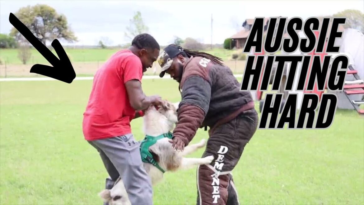 Boot The Working Australian Shepherd Learning To Launch For The Bite