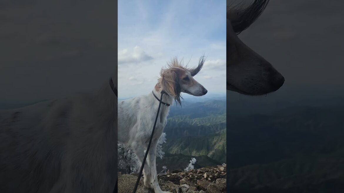 高見山 #サルーキ #犬 #saluki #sighthound #dog #ハイキング犬 #低山 #shorts