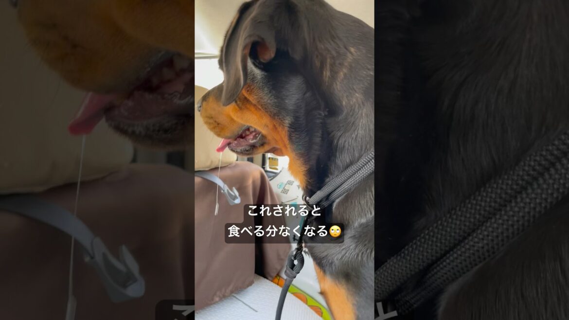 後部座席から昼飯を狙うロットワイラー