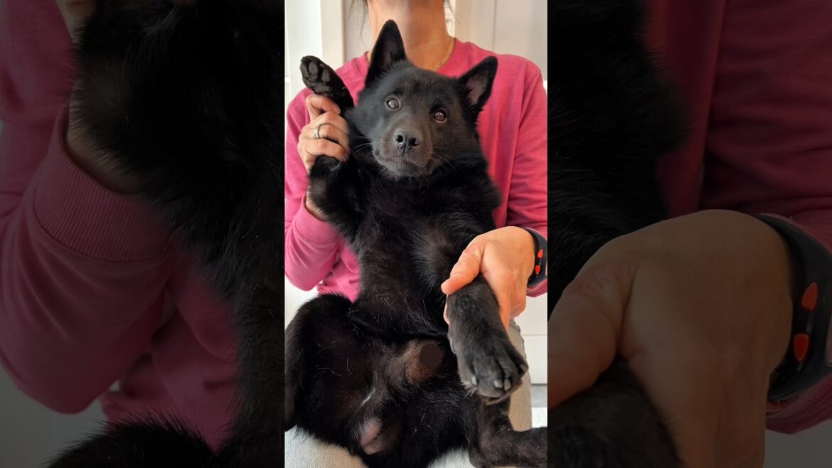 Bang! 💥 #dog #shorts #funny #doglover #peekaboo