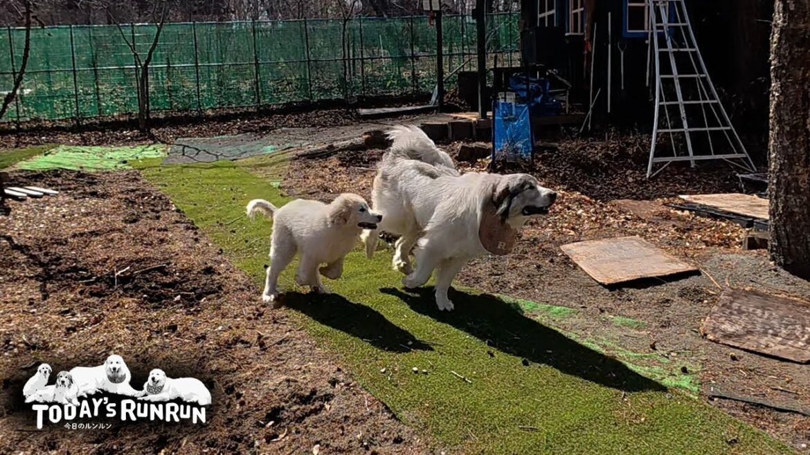 妹分のリリーを引き連れて颯爽と番犬に走るベルです　Great Pyrenees　グレートピレニーズ
