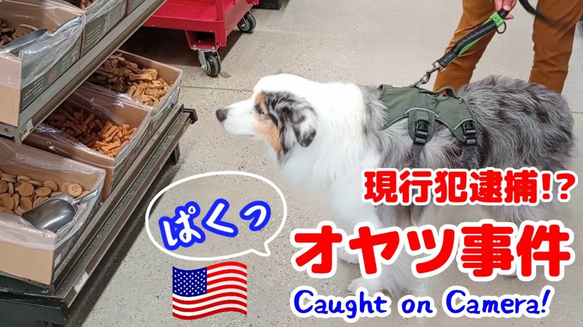 愛犬の作戦にまんまと乗せられました【オーストラリアンシェパード】