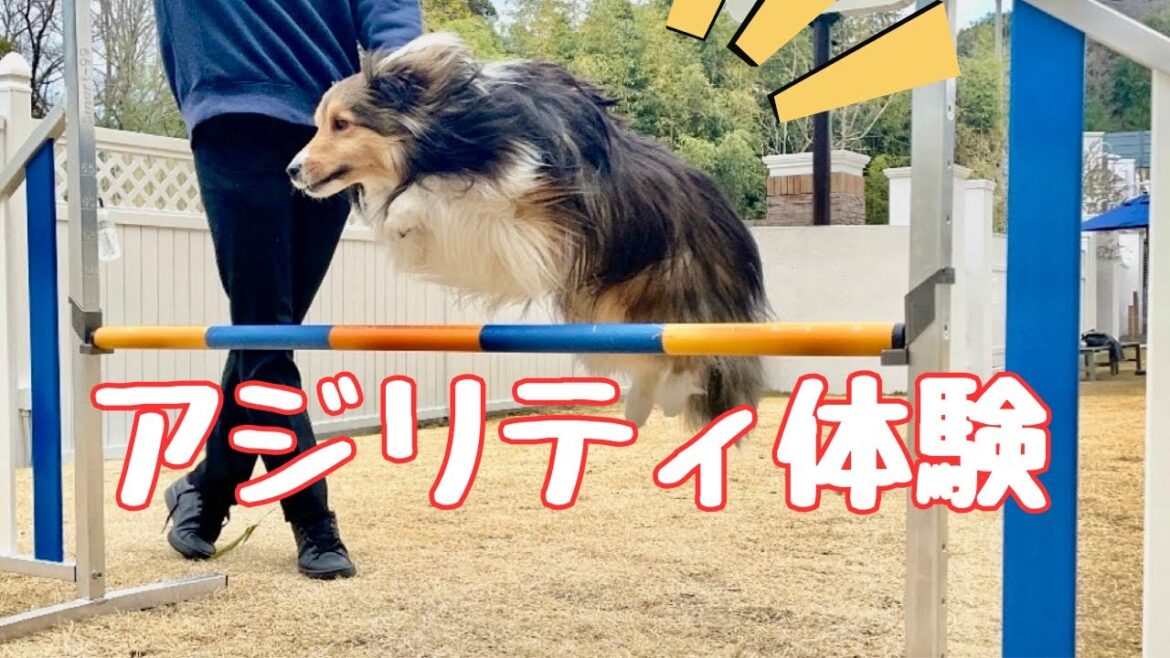 犬のトレーニング 初めてのアジリティ体験【愛犬シェルティ キキvlog】