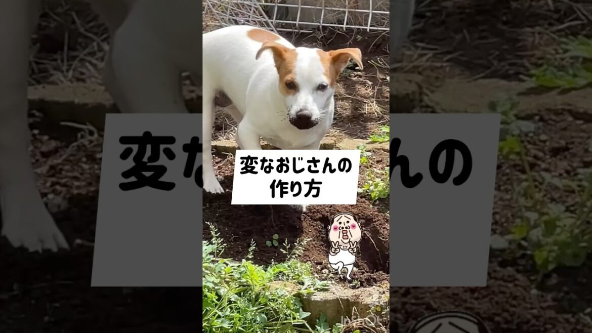 だっふんだ〜👴🏻ジャックラッセルテリアのひまわり＆つばき【ひまチャンネル】#shorts#jackrussellterrier #犬のいる生活