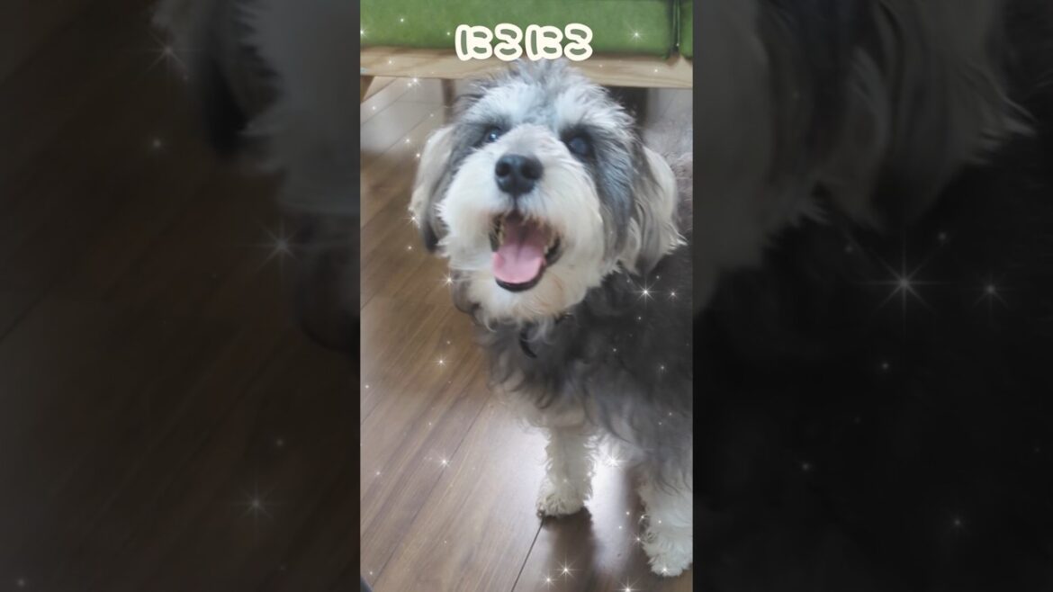 カメラに気づいた瞬間思春期になるミニシュナ #miniatureschnauzer #schnauzer #dog #シュナウザー #ミニチュアシュナウザー #犬のいる暮らし