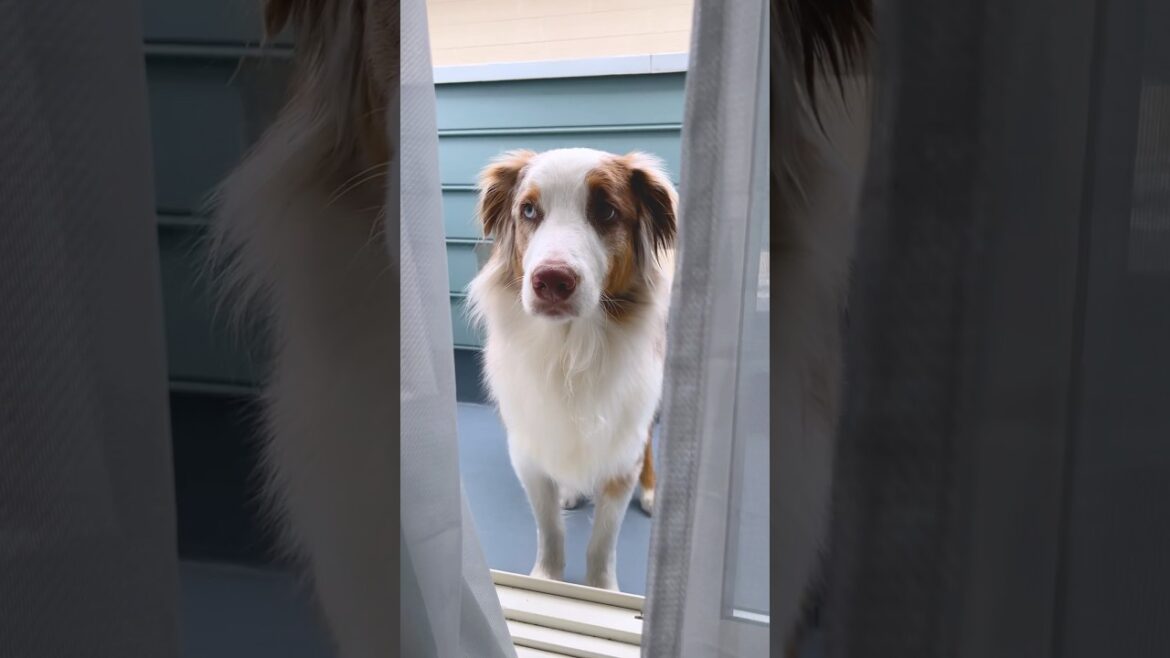 一生懸命何かを伝えようと話しかけてくる犬が可愛い🥺【オーストラリアンシェパード】#shorts 一生懸命何かを伝えようと話しかけてくる犬が可愛い🥺【オーストラリアンシェパード】#shorts