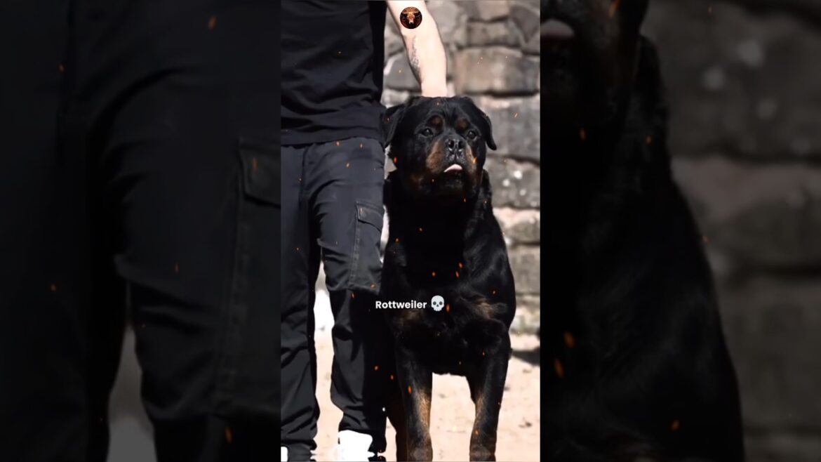 #animaltransformation #rottweiler