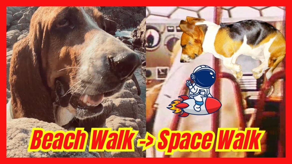 🌌🐶 A Basset Hound’s Shocking Space Discovery! 🚀✨ From Beach to Outer Space!