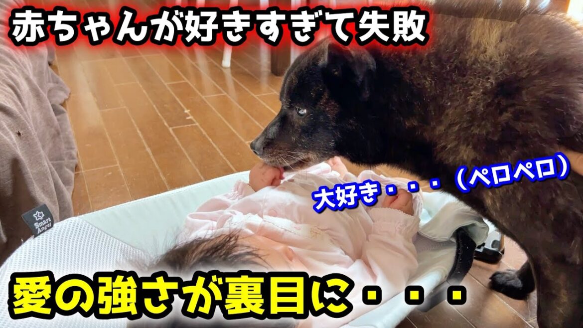 【子守り犬】赤ちゃんへの愛が強すぎて甲斐犬一休に悲劇が・・・