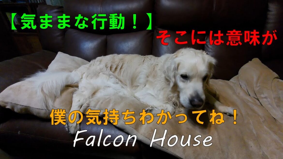 FalconHouse英国ゴールデンレトリバー【犬の気持ち　知ることでよい関係ができるね】