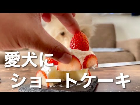 愛犬と一緒にショートケーキを食べた!レイクランドテリア 愛犬と一緒にショートケーキを食べた!レイクランドテリア