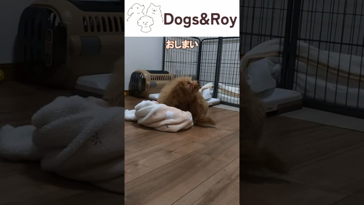 【飼い主様を募集中です】ベットメイキングするパピーちゃん #トイプードル #サモエド #ゴールデンレトリバー  #パピー #赤ちゃん #ブリーダー #子犬 #京都 #美山 #南丹市  #ドッグラン