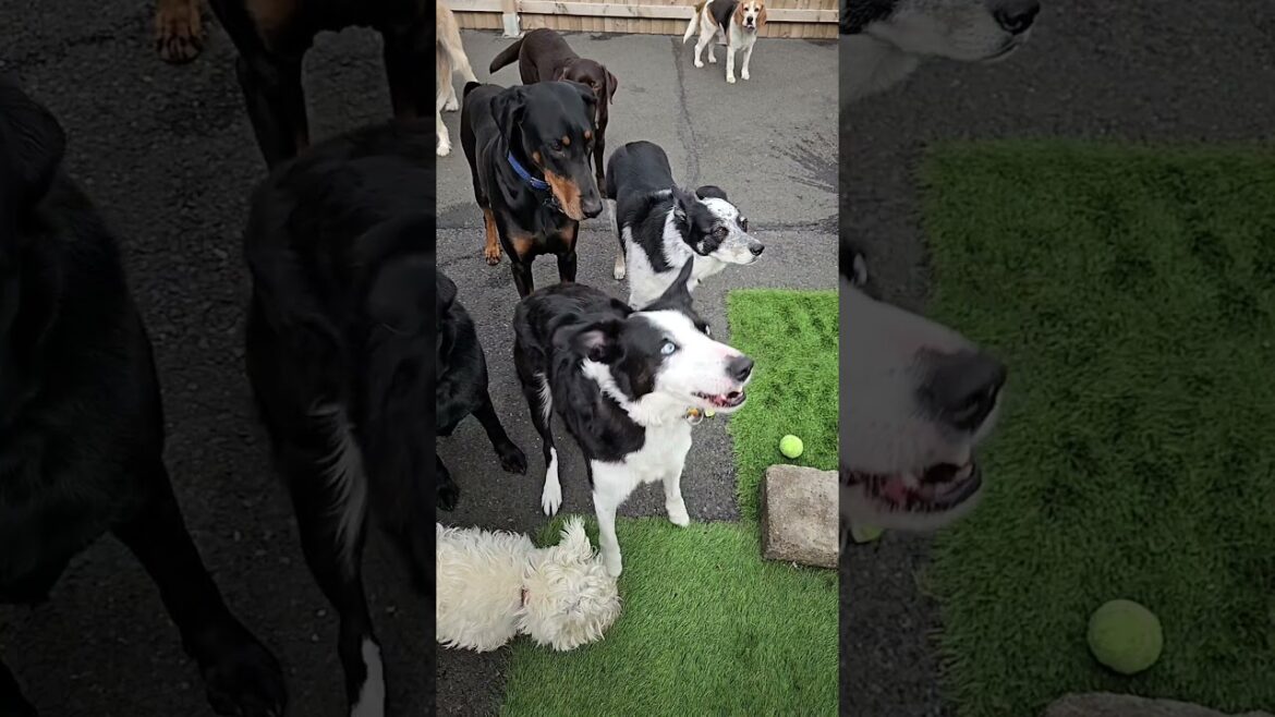 Slow motion treat catching. Keep watching for Bailey's biscuit bop.