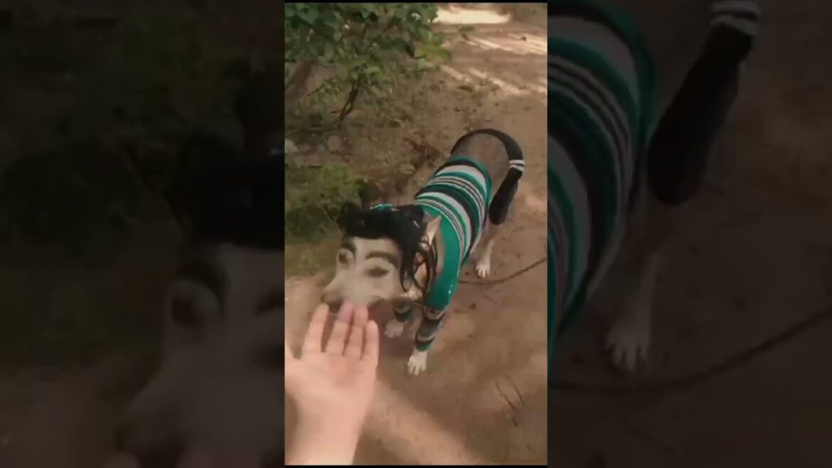 මගේ බල්ලා🐶 ලස්සන ද යාලුවනේ 😂/my butiful dog🥰 #dogslife #dog_video #funny_dog #funbogvideo