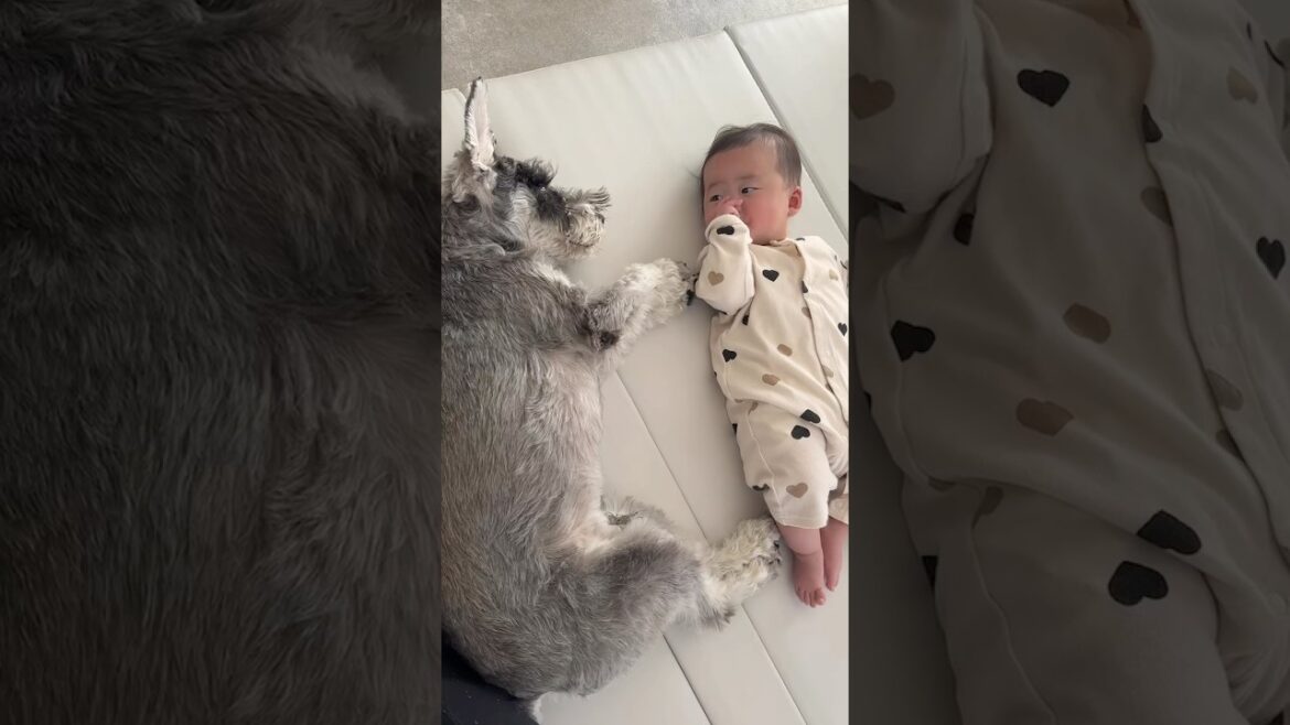 生後4ヶ月の赤ちゃんに遊んでもらえないミニチュアシュナウザーの日常