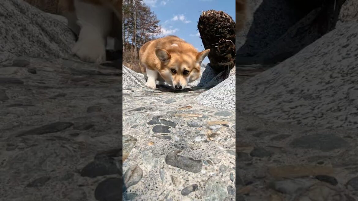 流木の下の匂いを嗅ぐコーギー / A corgi sniffing under driftwood #コーギー #corgi #サクラ