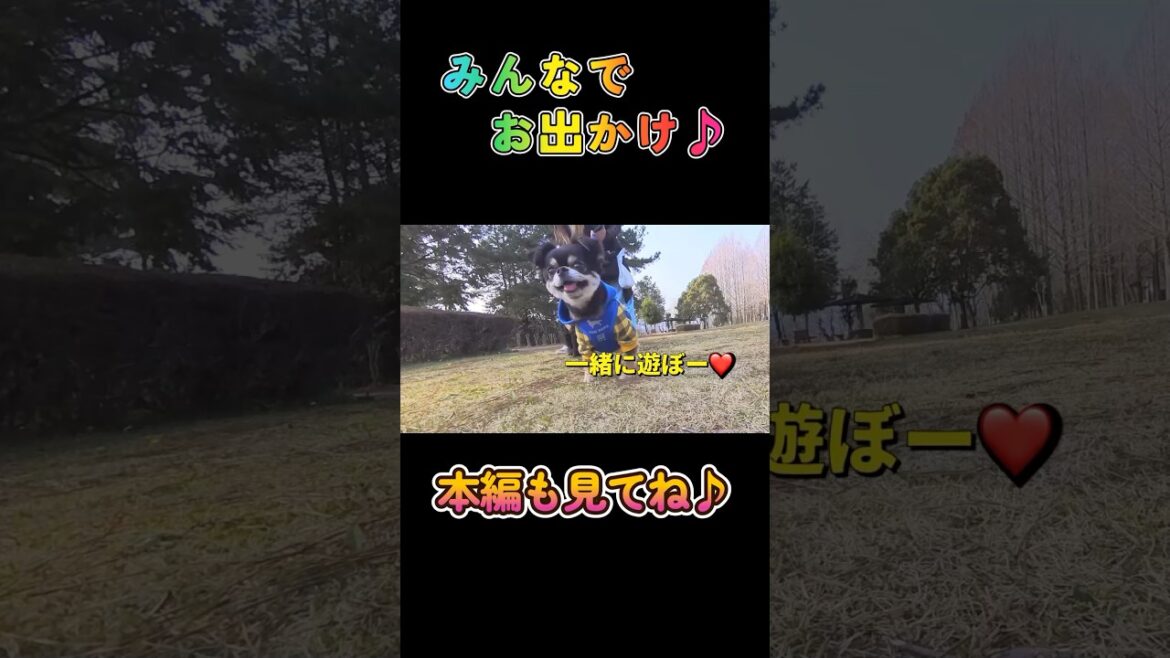 みんなでお散歩🐶🎵本編も見てね🐶🎵#柴犬 #チワワ #shorts
