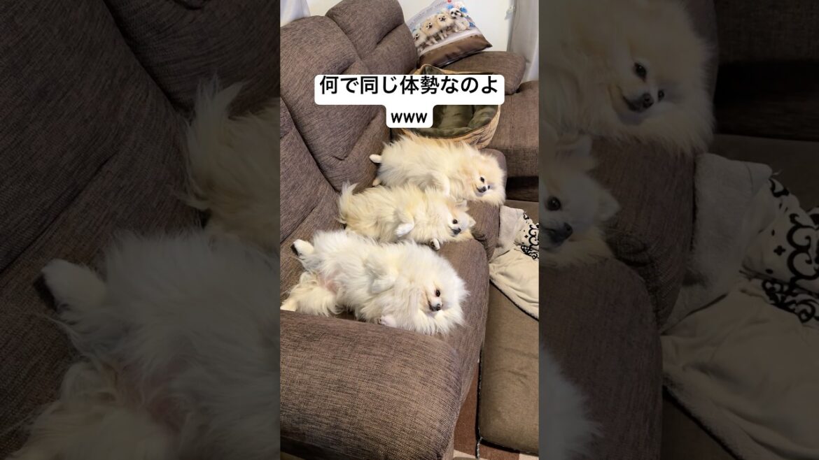 仲良く同じ体勢でテレビ鑑賞してる３姉妹ポメラニアン