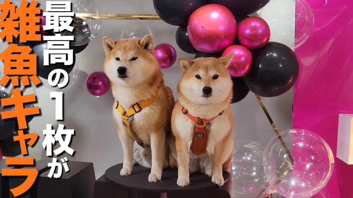 柴犬が招待されたイベントで最高の１枚を撮るも結果、雑魚キャラ撮影