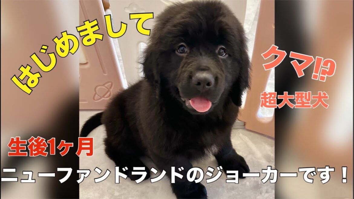 超大型犬ニューファンドランドのジョーカーです❤️大型犬カフェぐらんむー がライブ配信中！
