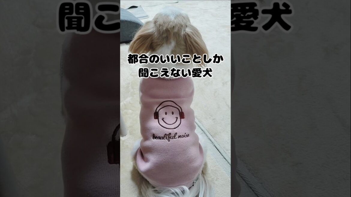 自分に都合のいいことしか聞こえない愛犬【シーズー】