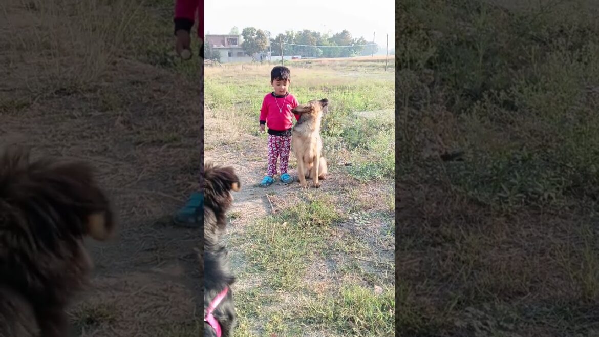 Ghar ke liye best dog hai 🐕‍🦺Garman shepherd 👆 ❤️  #doglover #minivlog #shorts #ytstudioes