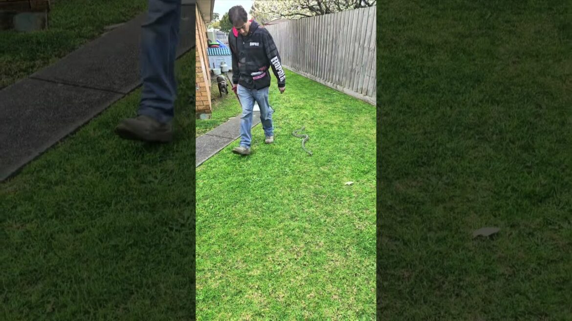 American staffy canine snake avoidance #dogtraining #foryou #caninesnakeavoidance #snakeavoidance #f