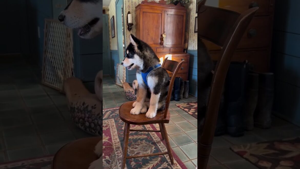 🐾 Cute Alaskan Puppy Chair♥️ #husky #dog #shorts #cute #alaskanmalamute #puppy #dogs