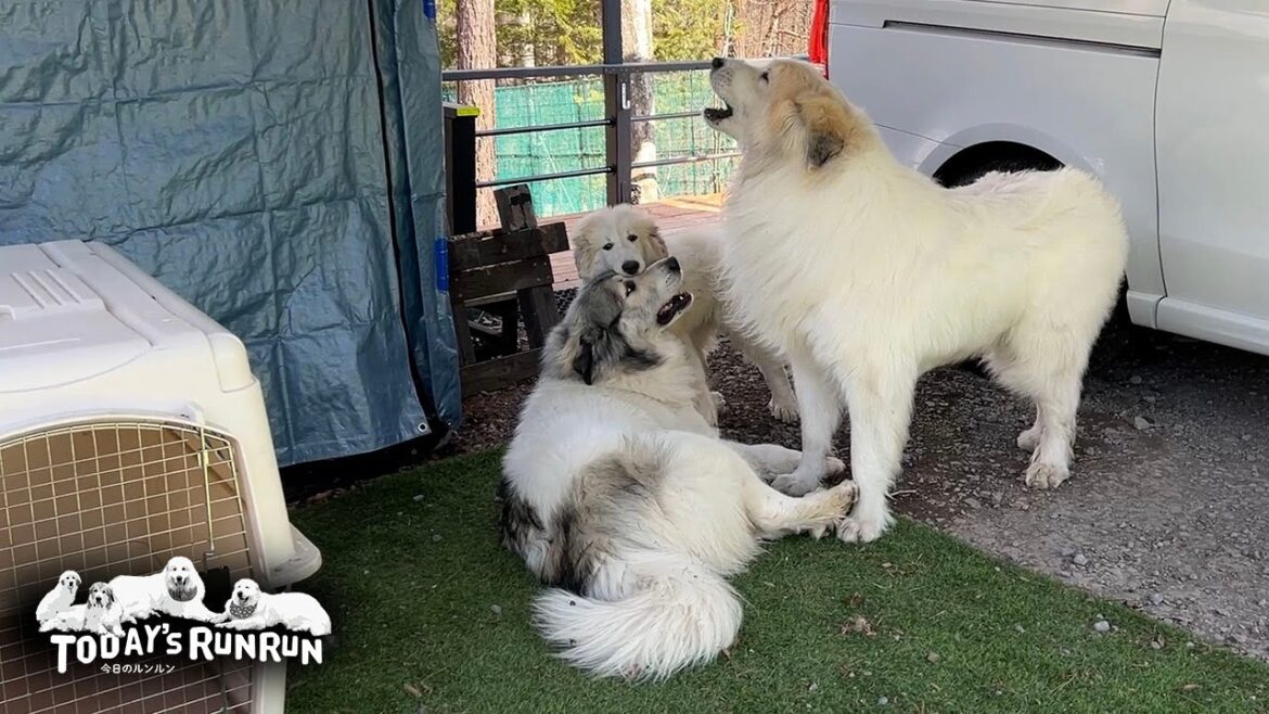 ベルを心配して吠えるアランとリリーを心配して仲裁に入るベルです　Great Pyrenees　グレートピレニーズ