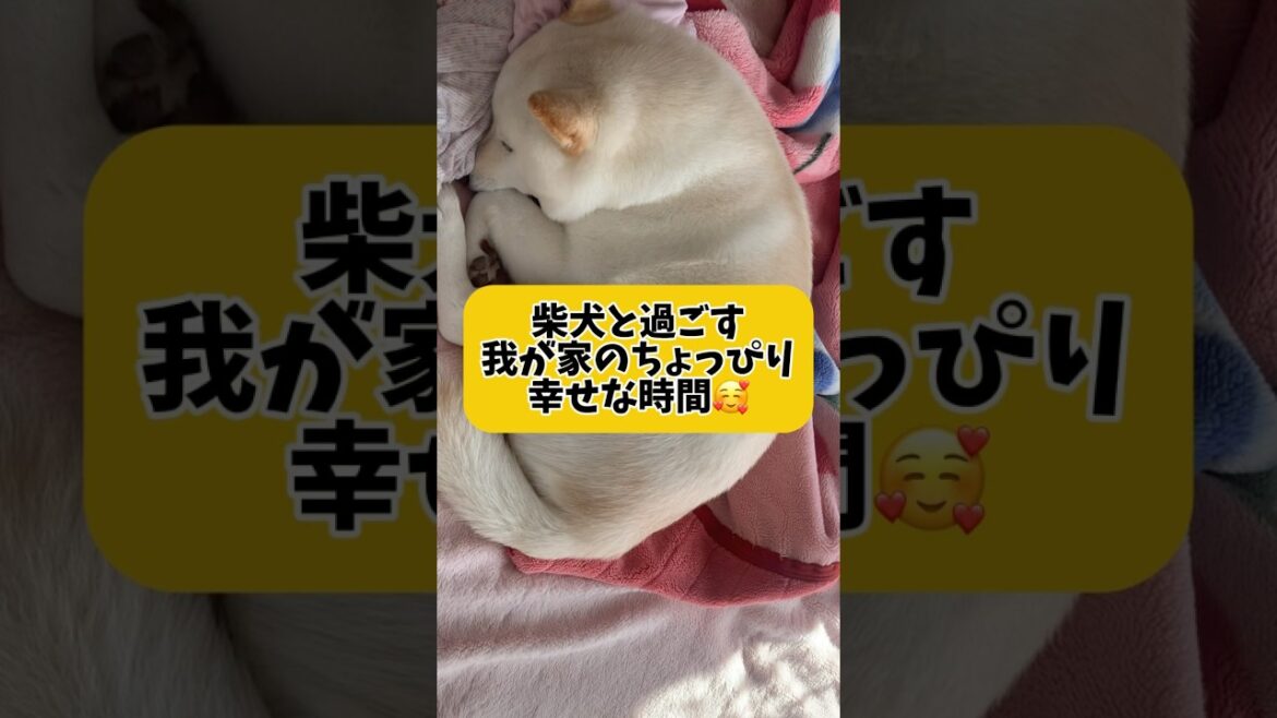 ちょっぴり幸せな時間🥰　#shorts #柴犬 #犬 #dog