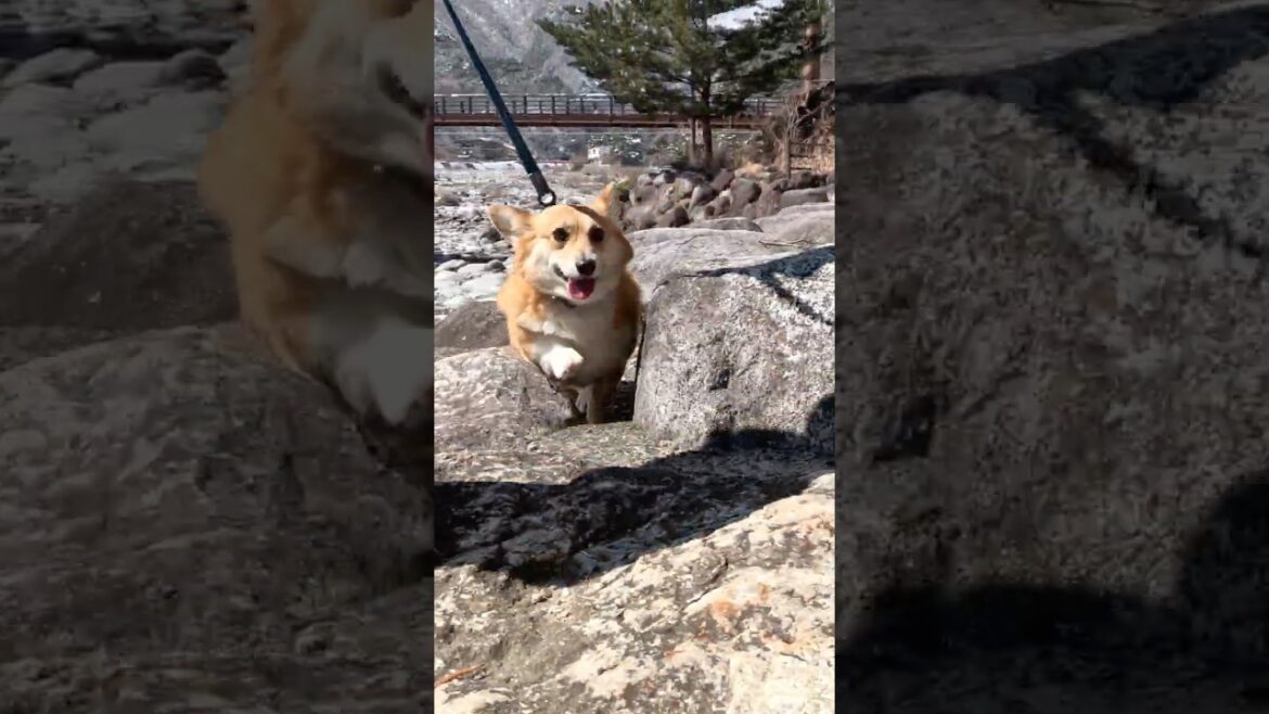 河原から上がってきたコーギー / A corgi coming up from the riverbank #コーギー #corgi #サクラ
