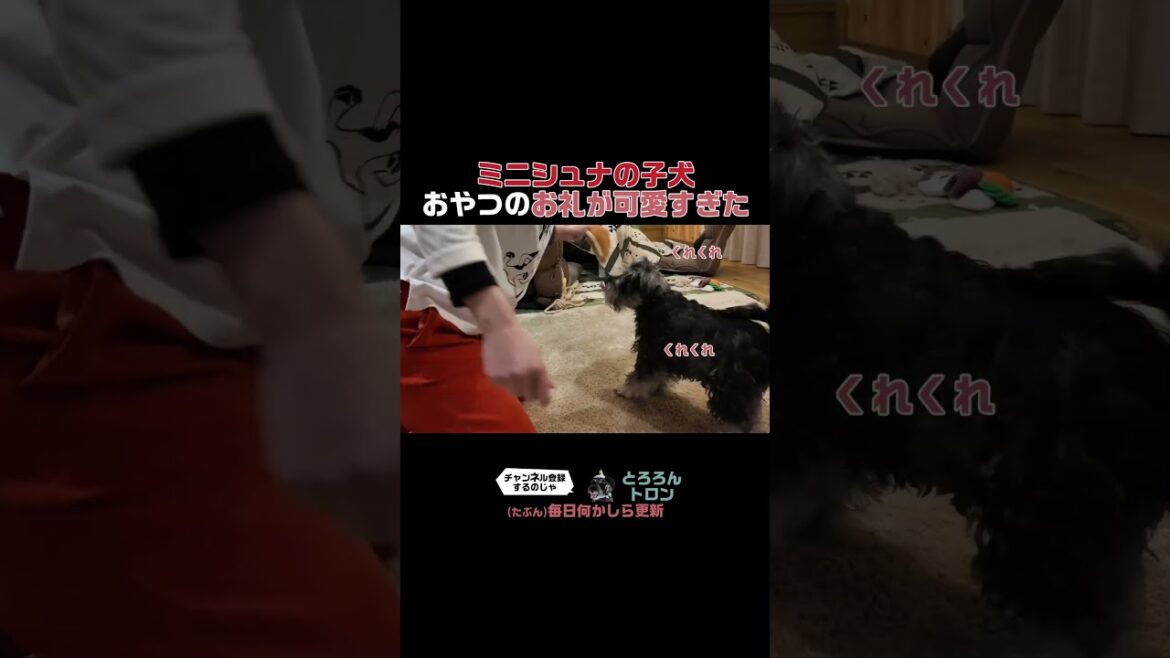子犬のお礼がかわいすぎた #ミニチュアシュナウザー #子犬 #おやつ