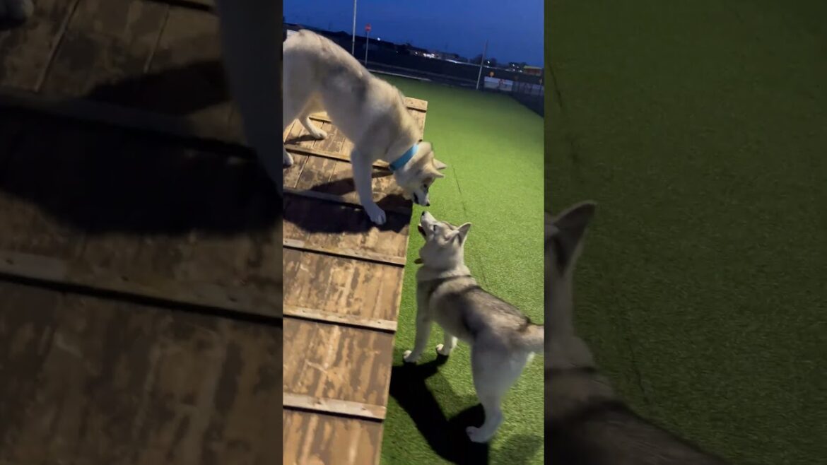 【ドッグラン】長男が弟に自慢してました。 #siberianhusky #シベリアンハスキー #pets