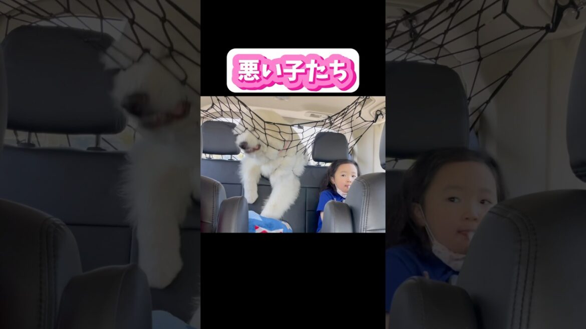 【グレートピレニーズ子犬】生後8ヵ月・伸びる網がきになるー🐻‍❄️                        #グレートピレニーズ#GreatPyrenees#子犬
