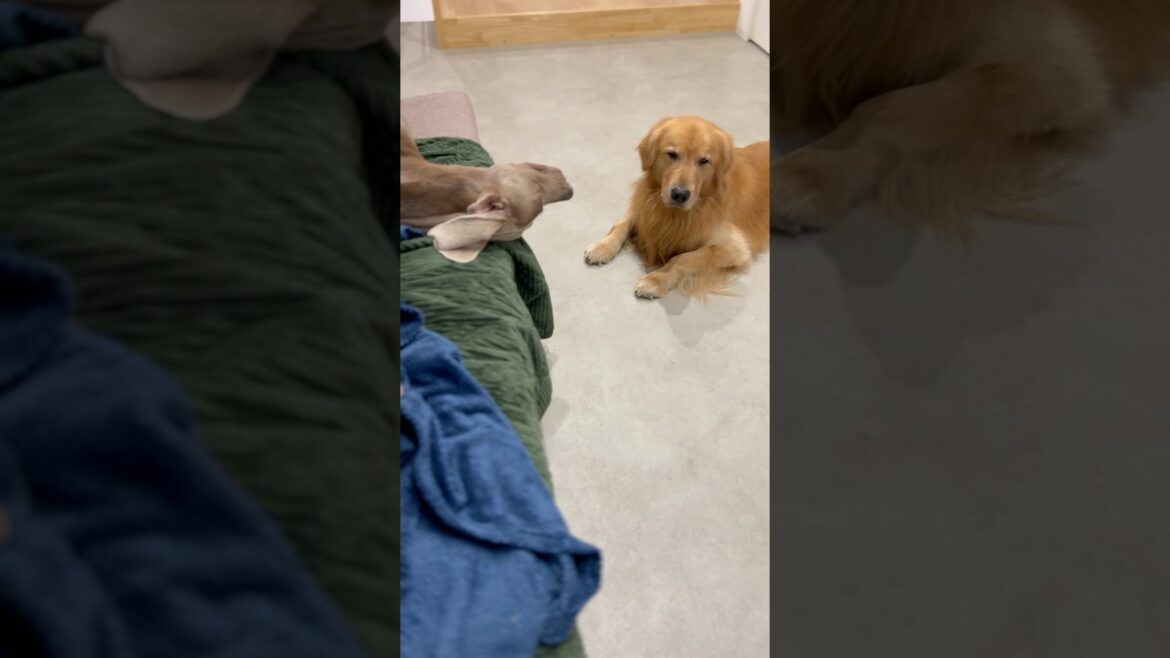 弟の寝相に戸惑う兄犬#大型犬 #ゴールデンレトリバー #ワイマラナー