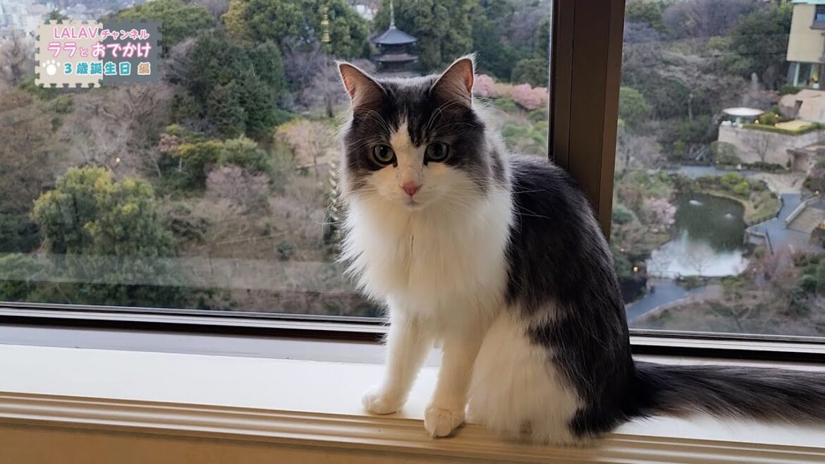 庭園の景色を楽しめる都内ホテルで誕生日のお祝いをしてきた①【猫とお泊り】