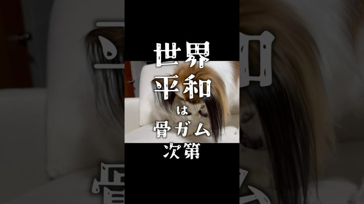 世界平和はガム次第！　 #パピヨン #papillon #可愛い　#子犬お迎え